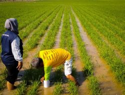 Kecamatan Penyumbang Utama LTT di Kabupaten Konawe