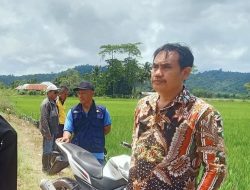 Distan Konawe Catat, Luas Tambah Tanam Padi di Konawe Capai 4.559,1 Hektare